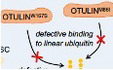 Compound heterozygous variants in OTULIN are associated with fulminant atypical late‐onset ORAS