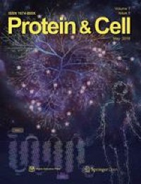 The nucleocapsid protein of rice stripe virus in cell nuclei of vector insect regulates viral replication