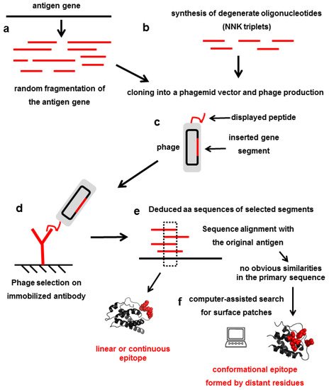 Antibodies, Vol. 11, Pages 48: Understanding and Modulating Antibody Fine Specificity: Lessons from Combinatorial Biology