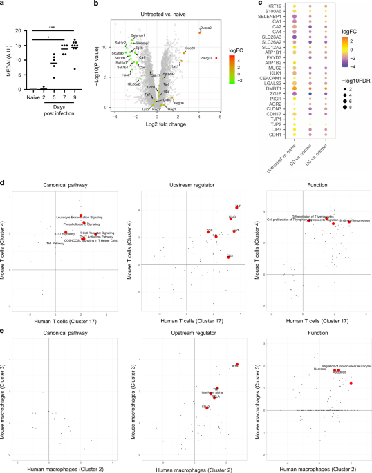 Epithelial dysfunction is prevented by IL-22 treatment in a Citrobacter rodentium-induced colitis model that shares similarities with inflammatory bowel disease