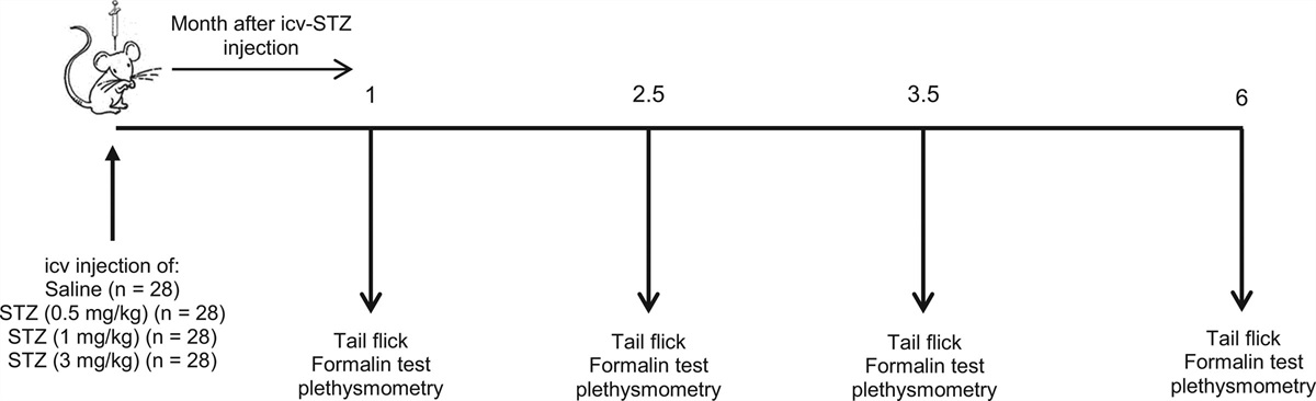 Long-term follow-up of intracerebroventricular injection of streptozotocin-inducing pain sensitization