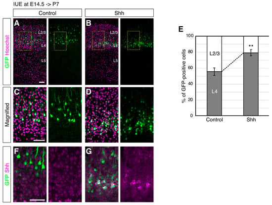 JDB, Vol. 10, Pages 50: Activation of Sonic Hedgehog Signaling Promotes Differentiation of Cortical Layer 4 Neurons via Regulation of Their Cell Positioning