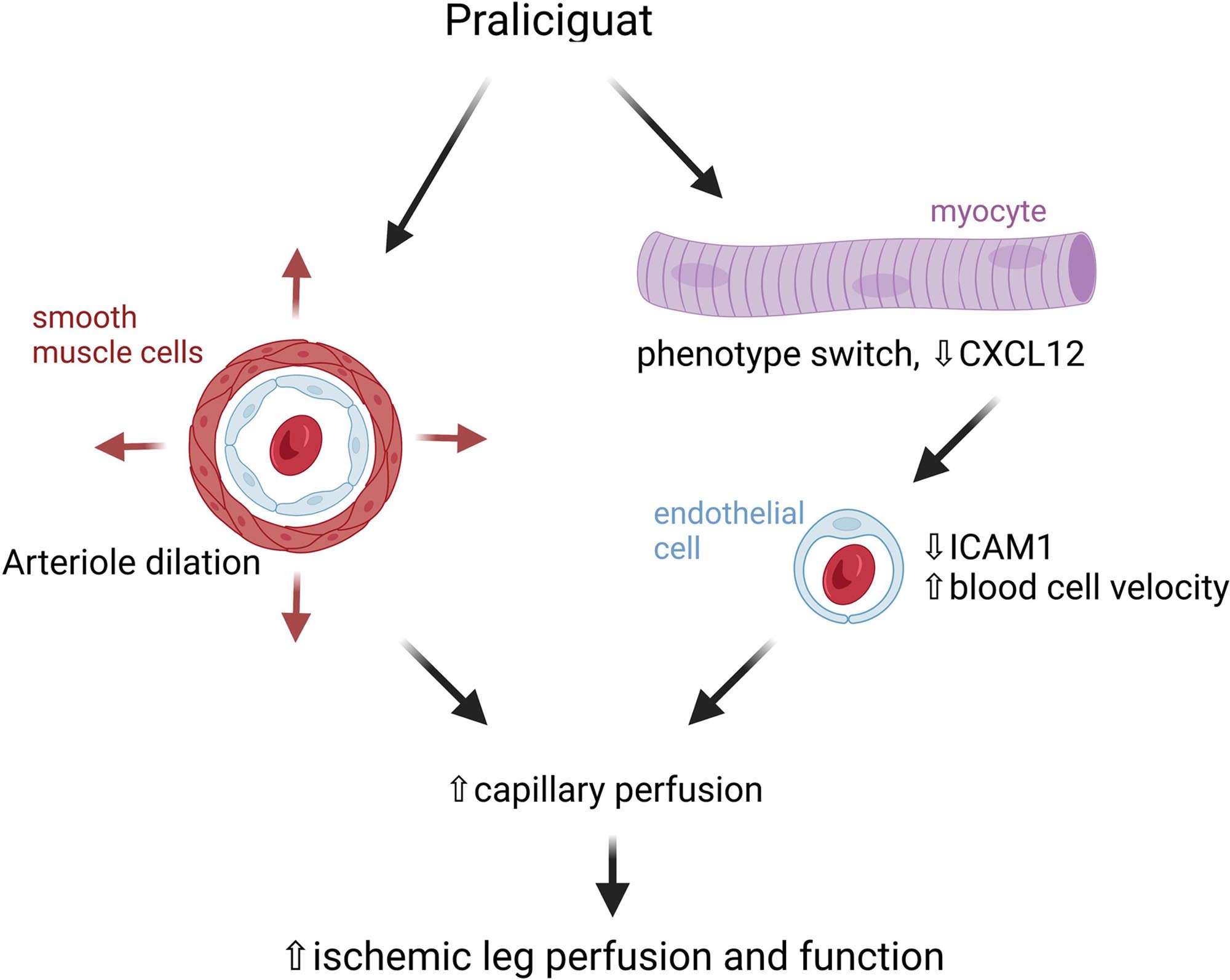 Praliciguat Promotes Ischemic Leg Reperfusion on Leptin Receptor-Deficient Mice