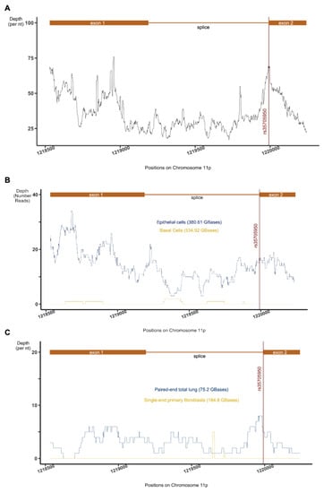 ncRNA, Vol. 8, Pages 83: The Idiopathic Pulmonary Fibrosis-Associated Single Nucleotide Polymorphism RS35705950 Is Transcribed in a MUC5B Promoter Associated Long Non-Coding RNA (AC061979.1)