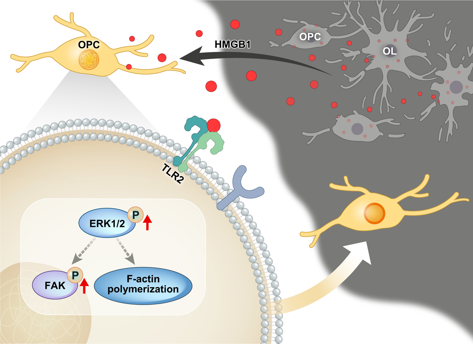 High Mobility Group Box 1 as an Autocrine Chemoattractant for Oligodendrocyte Lineage Cells in White Matter Stroke