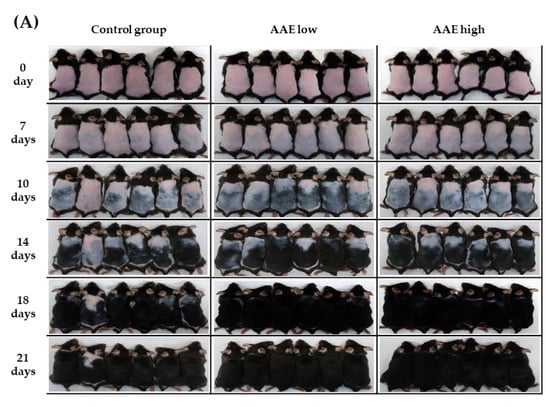 CIMB, Vol. 44, Pages 6280-6289: An Exploratory In Vivo Study on the Effect of Annurca Apple Extract on Hair Growth in Mice