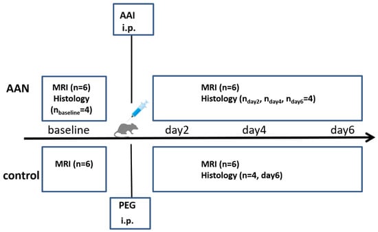 Tomography, Vol. 8, Pages 2902-2914: Parametric MRI Detects Aristolochic Acid Induced Acute Kidney Injury