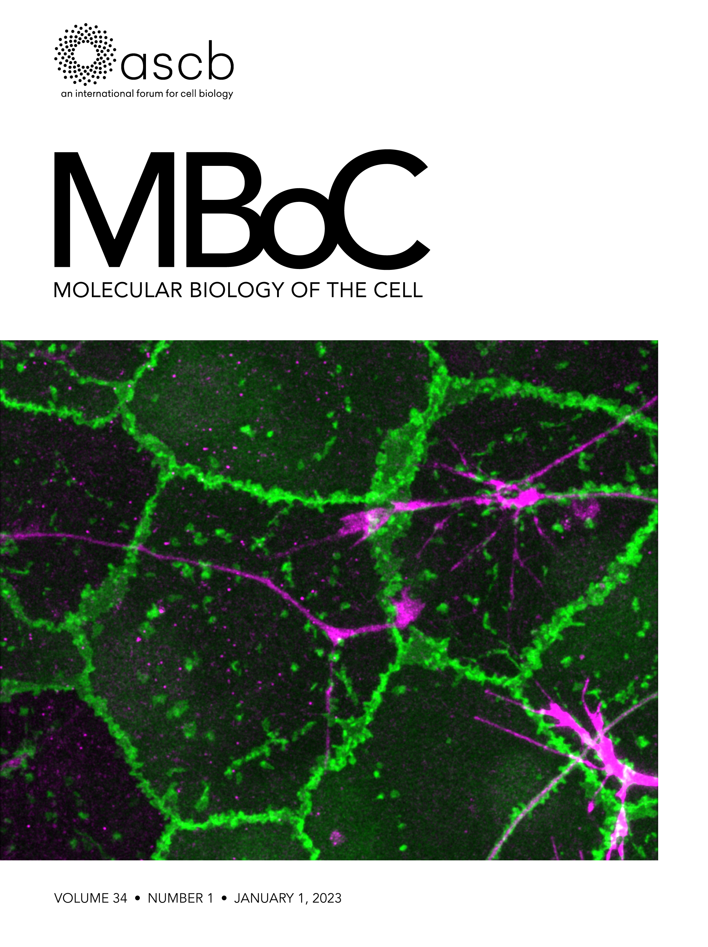 Protein biosynthesis at the ER: finding the right accessories