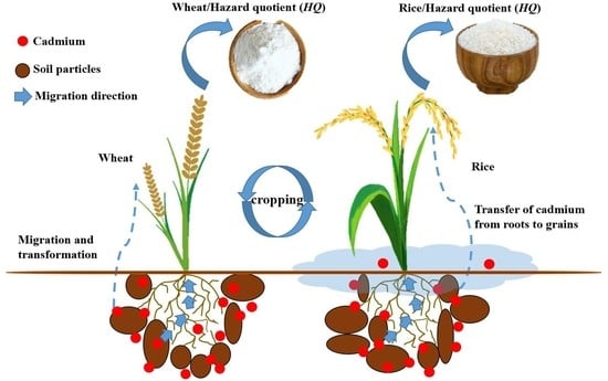 Toxics, Vol. 10, Pages 794: The Status and Research Progress of Cadmium Pollution in Rice- (Oryza sativa L.) and Wheat- (Triticum aestivum L.) Cropping Systems in China: A Critical Review