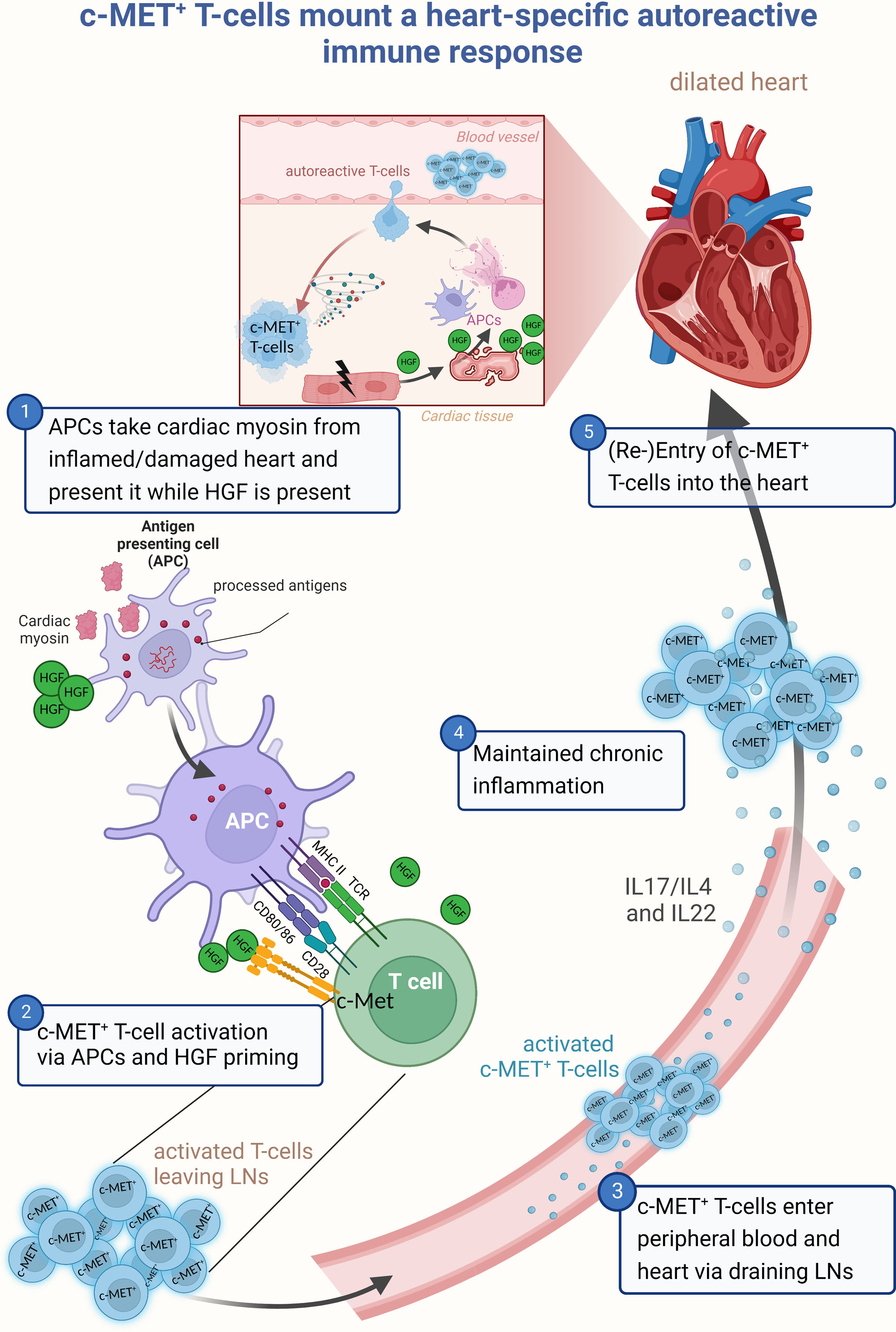 Straight to the Heart: T Cells That Specifically Target Cardiac Tissue