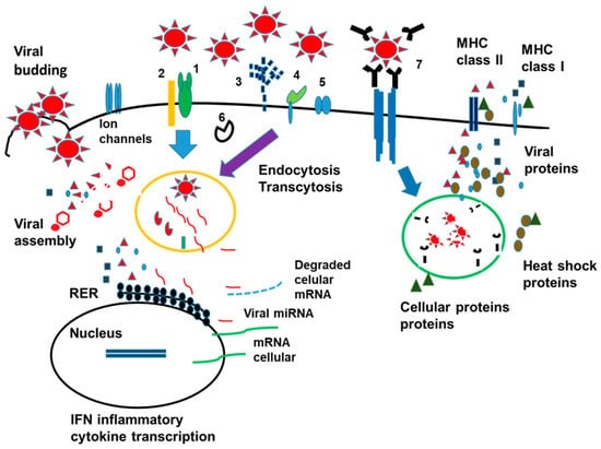 CIMB, Vol. 45, Pages 33-50: Autoimmunity and Immunodeficiency in Severe SARS-CoV-2 Infection and Prolonged COVID-19