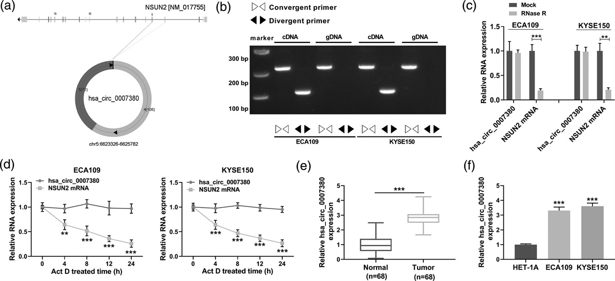 Hsa_circ_0007380 silencing restrains the growth and enhances radiosensitivity in esophagus cancer by miR-644a/Spindlin 1 axis