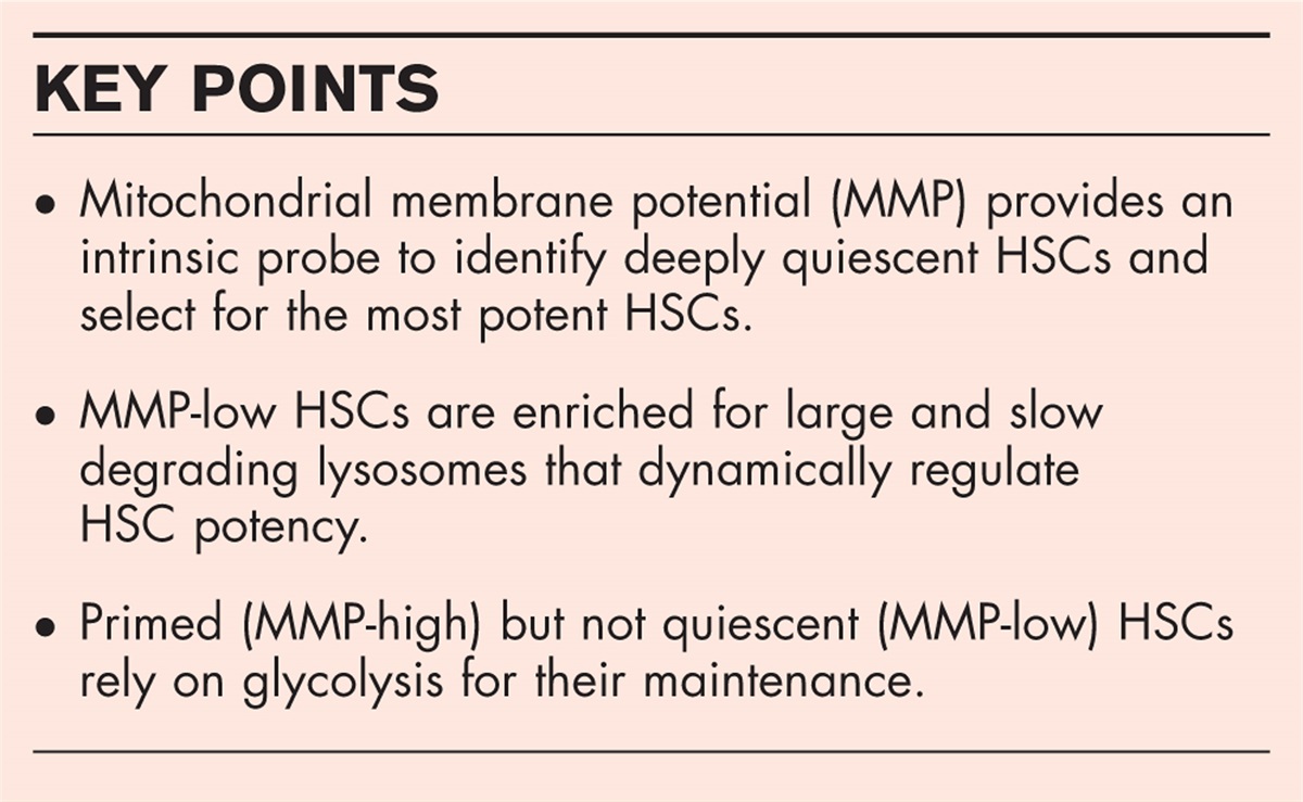 Haematopoietic stem cell quiescence exposed using mitochondrial membrane potential