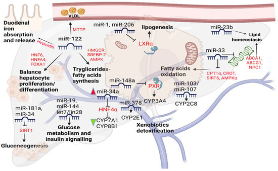 CIMB, Vol. 45, Pages 78-91: Liver Damage and microRNAs: An Update