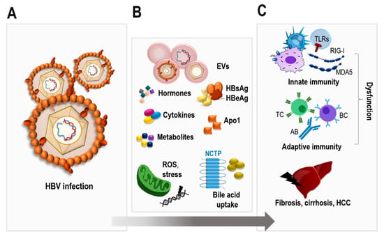 Pathogens, Vol. 12, Pages 29: Many Ways to Communicate—Crosstalk between the HBV-Infected Cell and Its Environment