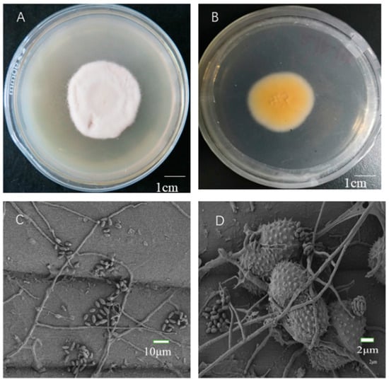 Pathogens, Vol. 12, Pages 22: Evaluating the Utility of Simplicillium lanosoniveum, a Hyperparasitic Fungus of Puccinia graminis f. sp. tritici, as a Biological Control Agent against Wheat Stem Rust