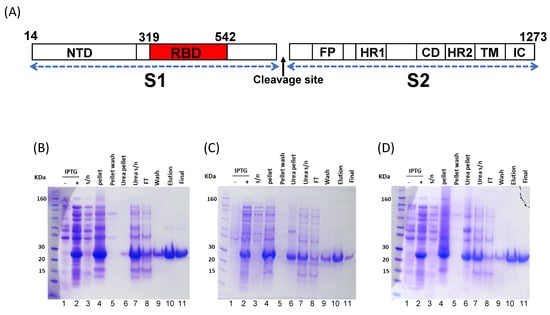 Vaccines, Vol. 11, Pages 42: Unglycosylated Soluble SARS-CoV-2 Receptor Binding Domain (RBD) Produced in E. coli Combined with the Army Liposomal Formulation Containing QS21 (ALFQ) Elicits Neutralizing Antibodies against Mismatched Variants