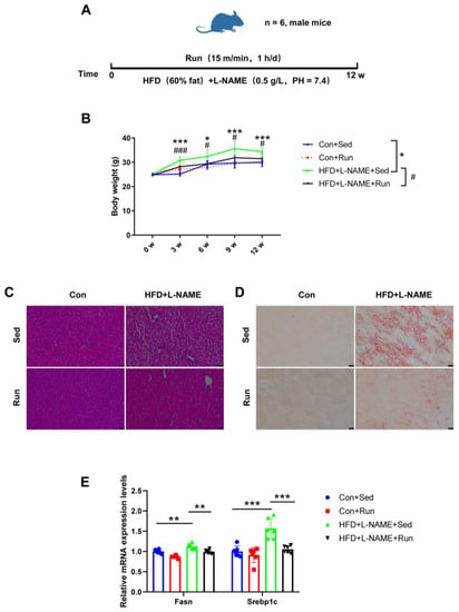 Nutrients, Vol. 15, Pages 121: Exercise-Induced ADAR2 Protects against Nonalcoholic Fatty Liver Disease through miR-34a