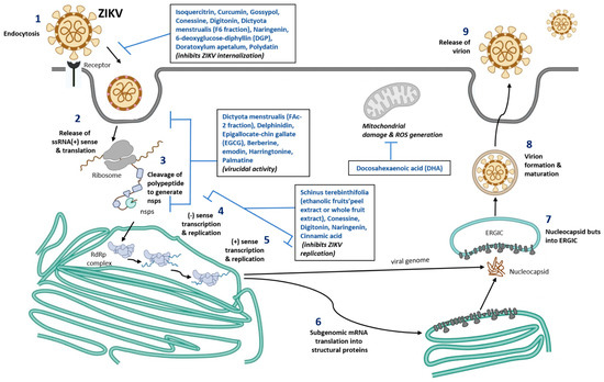 Nutrients, Vol. 15, Pages 124: Novel Therapeutic Nutrients Molecules That Protect against Zika Virus Infection with a Special Note on Palmitoleate