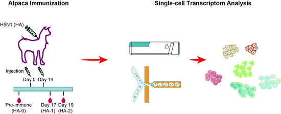 Biomolecules, Vol. 13, Pages 60: Single-Cell Transcriptome Analysis of H5N1-HA-Stimulated Alpaca PBMCs