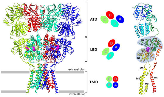 Biomolecules, Vol. 13, Pages 56: Diversity of AMPA Receptor Ligands: Chemotypes, Binding Modes, Mechanisms of Action, and Therapeutic Effects