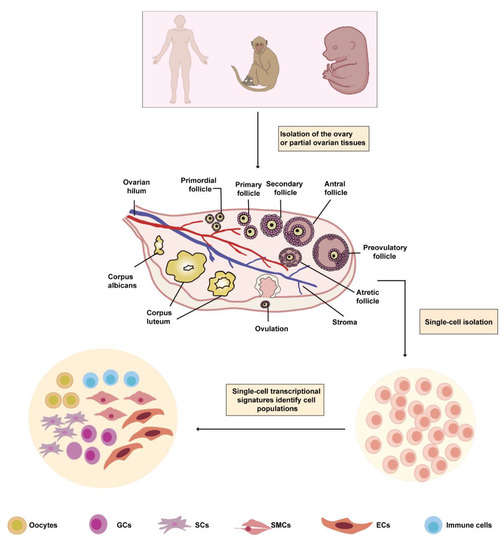 Biomolecules, Vol. 13, Pages 47: Application of Single-Cell RNA Sequencing in Ovarian Development