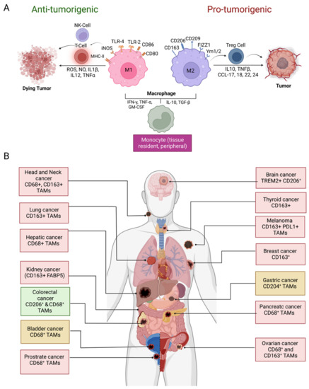 Vaccines, Vol. 11, Pages 55: Macrophages as a Potential Immunotherapeutic Target in Solid Cancers