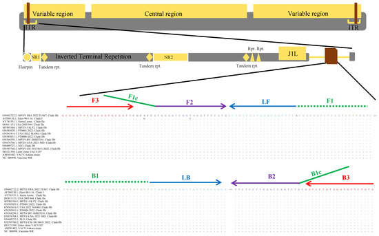 Viruses, Vol. 15, Pages 84: Development of a Novel Loop-Mediated Isothermal Amplification Method for the Rapid Detection of Monkeypox Virus Infections