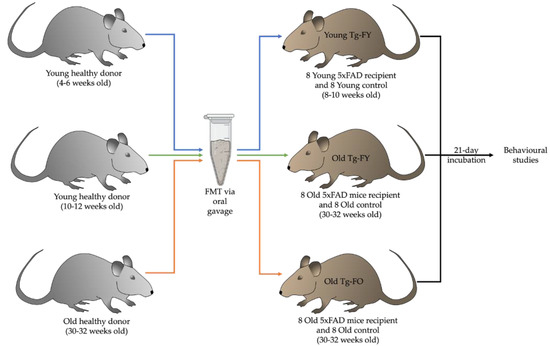 Cells, Vol. 12, Pages 119: Fecal Microbiota Transplantation Reduces Pathology and Improves Cognition in a Mouse Model of Alzheimer’s Disease