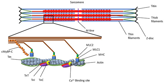 JCM, Vol. 12, Pages 225: Molecular Diagnosis of Hypertrophic Cardiomyopathy (HCM): In the Heart of Cardiac Disease