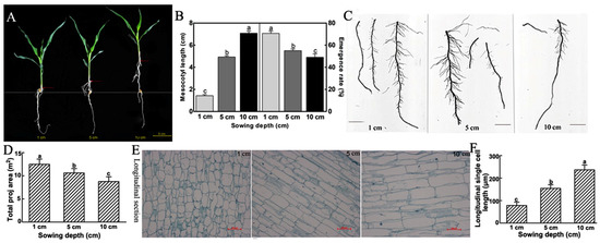 CIMB, Vol. 45, Pages 197-211: Molecular Mechanism of Gibberellins in Mesocotyl Elongation Response to Deep-Sowing Stress in Sweet Maize