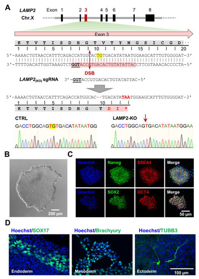 Biomolecules, Vol. 13, Pages 69: Metabolic Maturation Exaggerates Abnormal Calcium Handling in a Lamp2 Knockout Human Pluripotent Stem Cell-Derived Cardiomyocyte Model of Danon Disease