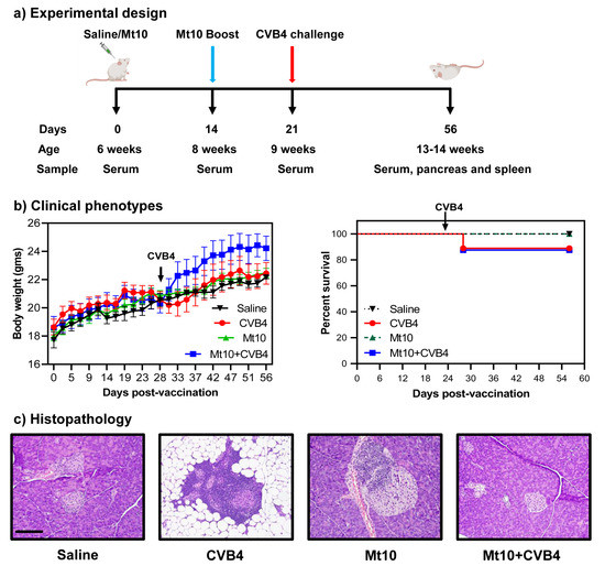 Vaccines, Vol. 11, Pages 76: A Monovalent Mt10-CVB3 Vaccine Prevents CVB4-Accelerated Type 1 Diabetes in NOD Mice