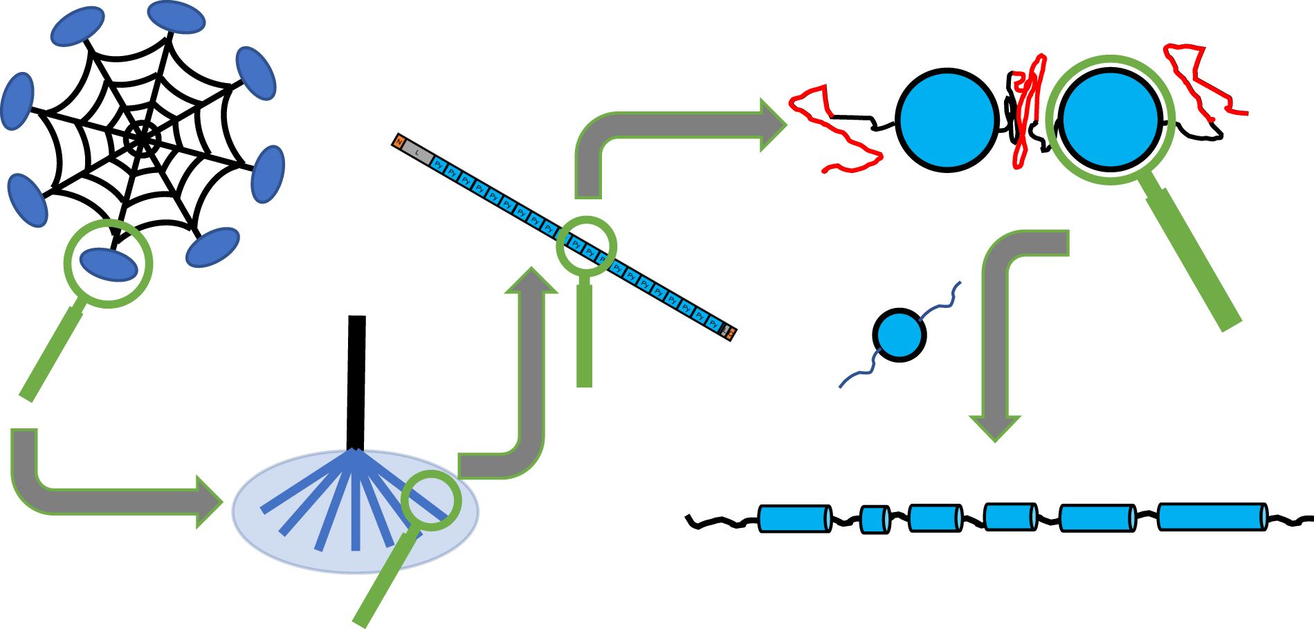 Structural features, intrinsic disorder, and modularity of a pyriform spidroin 1 core repetitive domain