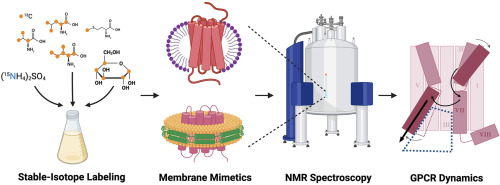 Illuminating GPCR signaling mechanisms by NMR spectroscopy with stable-isotope labeled receptors