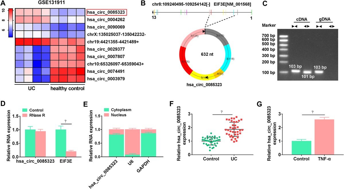 CIRC_0085323 SILENCING INHIBITS TNF-Α-INDUCED NORMAL HUMAN COLONIC EPITHELIAL CELL INFLAMMATION AND APOPTOSIS THROUGH THE MIR-495-3P/TRAF3 AXIS