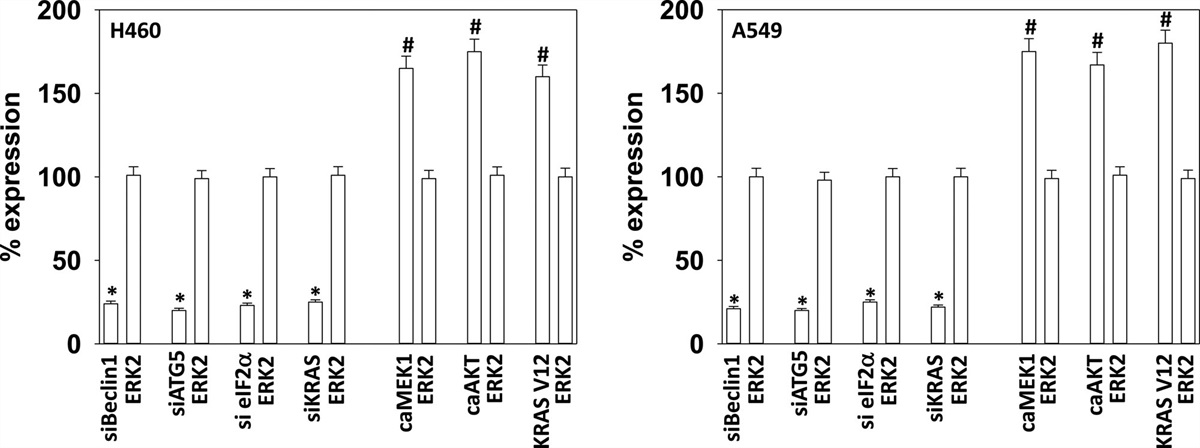 Cellular responses after (neratinib plus pemetrexed) exposure in NSCLC cells