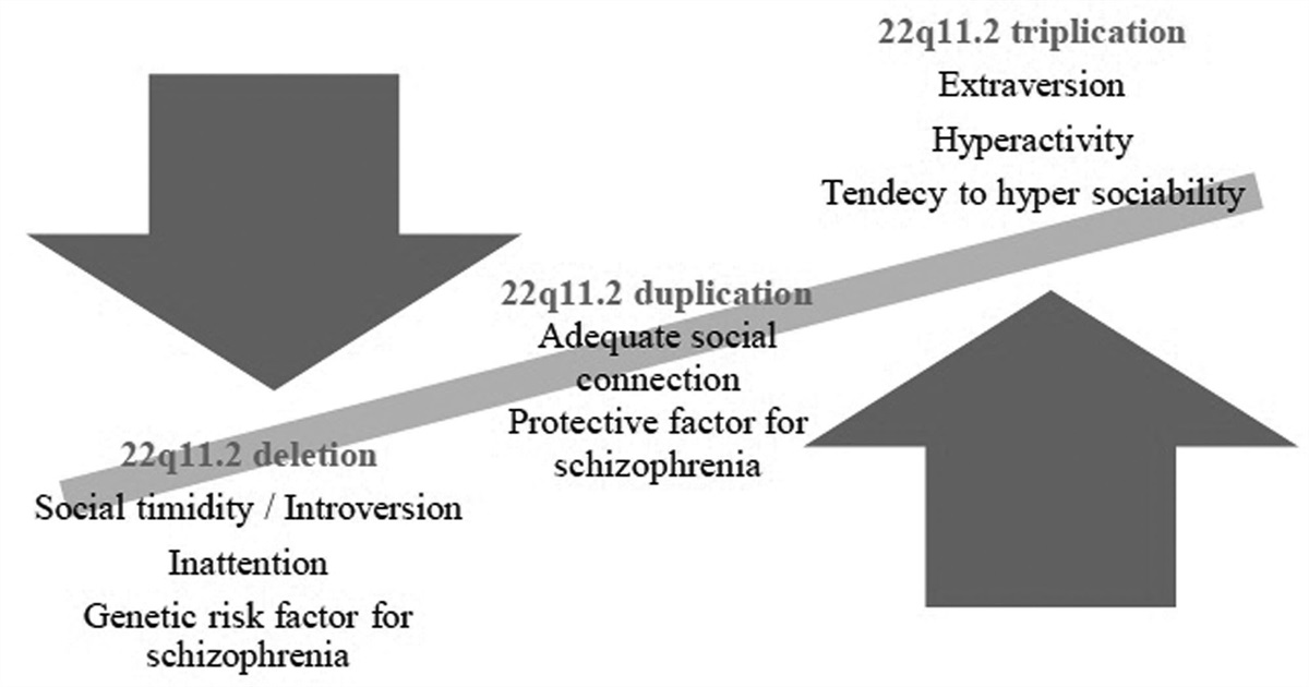 Chromosomal rearrangement in the 22q11.2 region: a critical locus for sociability and attentional skills