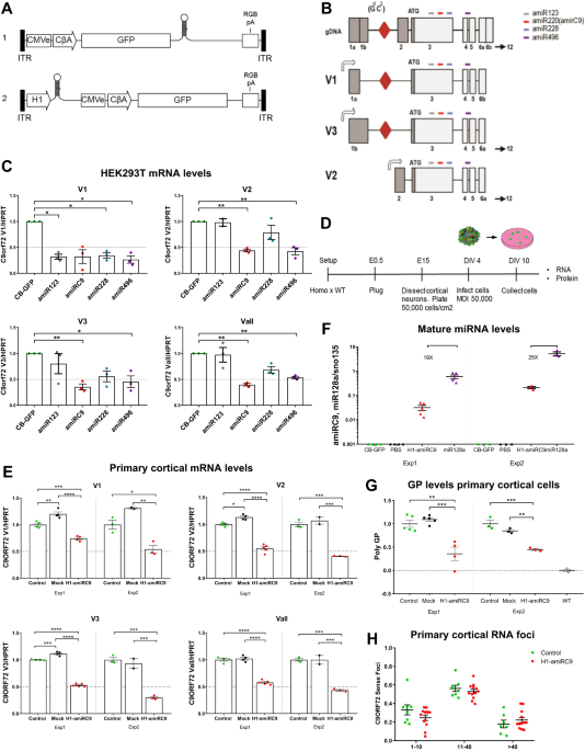 Artificial microRNA suppresses C9ORF72 variants and decreases toxic dipeptide repeat proteins in vivo