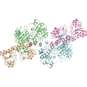 Structural analysis of wild-type and Val120Thr mutant Candida boidinii formate dehydrogenase by X-ray crystallography