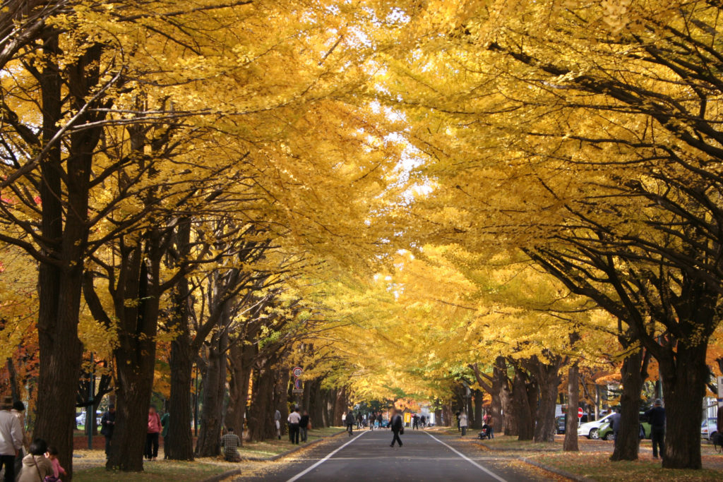 The 12th Golden-Leaf Festival at Ginkgo Avenue (Kon’yousai)