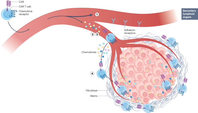 CAR T cell therapy for patients with solid tumours: key lessons to learn and unlearn