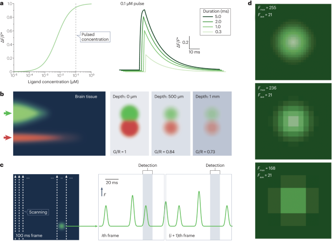 Avoiding bias in fluorescence sensor readout