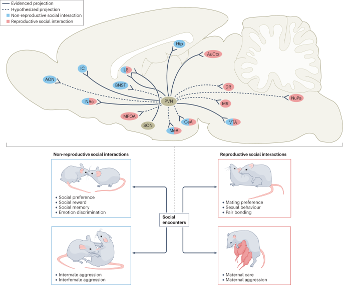 Detection, processing and reinforcement of social cues: regulation by the oxytocin system