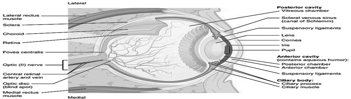 Ophthalmologic Emergencies: Assessment and Management