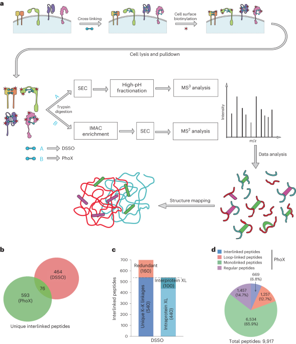 Structural surfaceomics reveals an AML-specific conformation of integrin β2 as a CAR T cellular therapy target