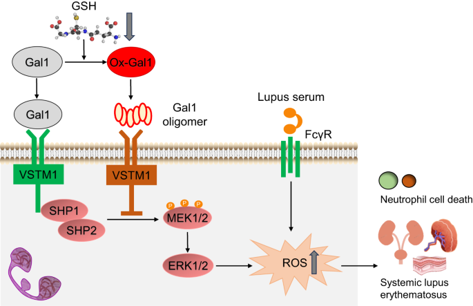 New insights into the role of the immune inhibitory receptor VSTM1 in autoimmune disease