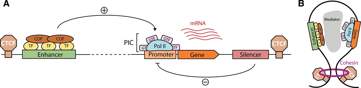 From Genotype to Phenotype: How Enhancers Control Gene Expression and Cell Identity in Hematopoiesis