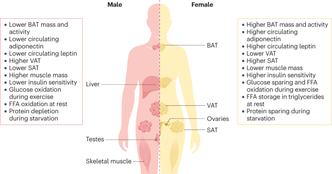 Sex differences in energy metabolism: natural selection, mechanisms and consequences