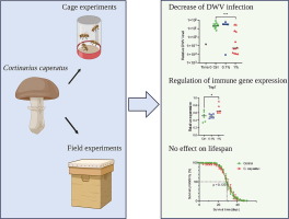 Alcohol extract of the gypsy mushroom Cortinarius caperatus inhibits the development of Deformed wing virus infection in western honey bee (Apis mellifera)